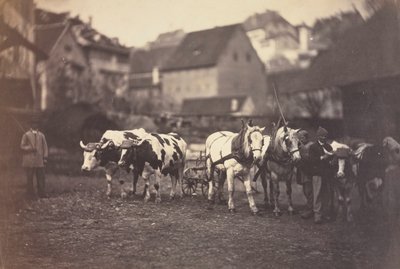 無題の家畜、1850年代。 作： Adolphe Braun