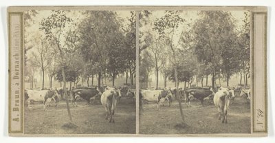 無題 [牛], 185077. 作： Adolphe Braun