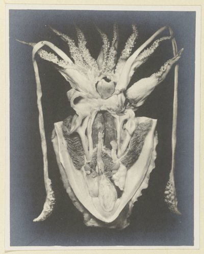 イカの解剖学 Anatomy de la Seiche (オブジェクトのタイトル) 作： Adolphe Louis Donnadieu