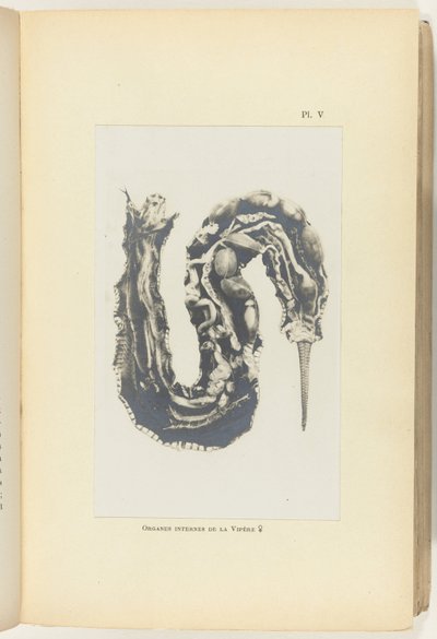 内臓をむき出しにしたマムシを切り開く Organes internes de la Vipère (オブジェクトのタイトル) 作： Adolphe Louis Donnadieu