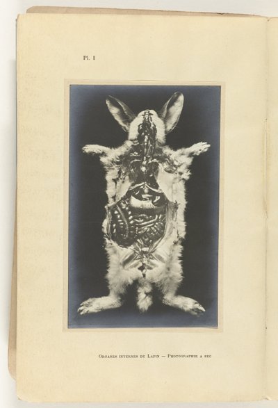 内臓をむき出しにして切り開いたウサギ Organes internes du lapin - 写真の秒 作： Adolphe Louis Donnadieu