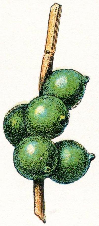 烏賊の卵 作： Adolphe Philippe Millot