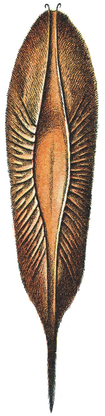 キマイラの卵ケース 作： Adolphe Philippe Millot