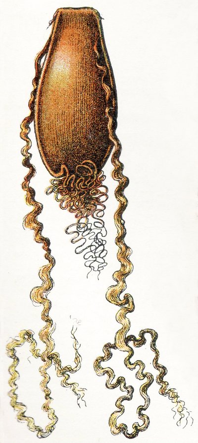 キャットシャーク（Scyliorhinus）の卵ケース、1923 作： Adolphe Philippe Millot