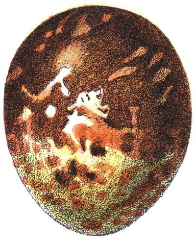 ハチクマの卵（Pernis apivorus）、1923 作： Adolphe Philippe Millot