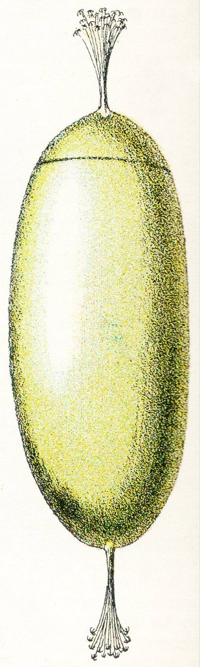 ヤツメウナギの卵、1923年 作： Adolphe Philippe Millot