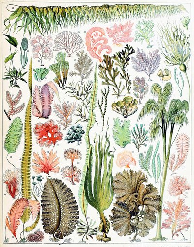 藻と海藻c.1923のイラスト 作： Adolphe Philippe Millot