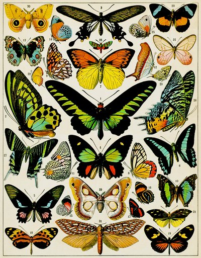 蝶と蛾のイラストc.1923 作： Adolphe Philippe Millot