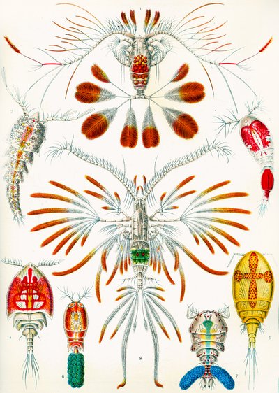 カイアシ類のイラスト、1909年頃 作： Adolphe Philippe Millot