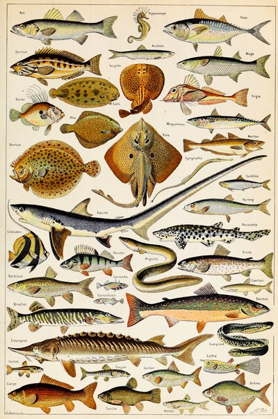 食用魚のイラスト、1923年 作： Adolphe Philippe Millot