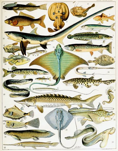 魚のイラスト 1923年頃（リトグラフ 作： Adolphe Philippe Millot