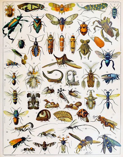 昆虫のイラストc.1923 作： Adolphe Philippe Millot