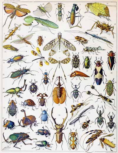 昆虫のイラストc.1923 作： Adolphe Philippe Millot