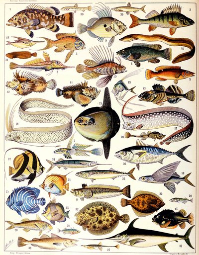 海産魚のイラストc.1923 作： Adolphe Philippe Millot
