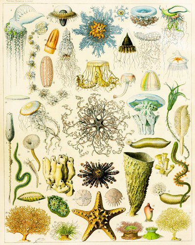 海洋生物のイラストc.1923 作： Adolphe Philippe Millot