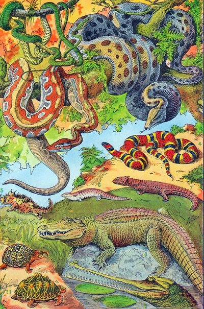 爬虫類のイラストc.1923 作： Adolphe Philippe Millot