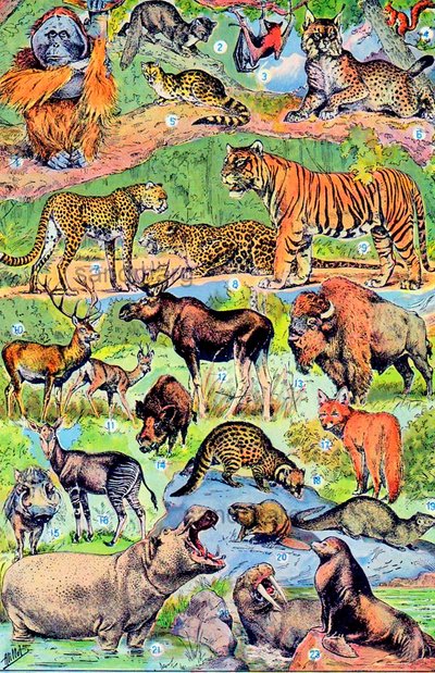 野生動物のイラストc.1923 作： Adolphe Philippe Millot