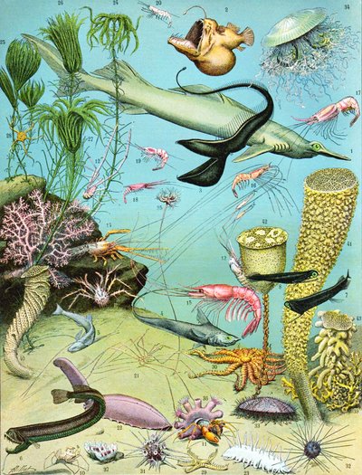 Deepwaterエコシステムの図解c.1923 作： Adolphe Philippe Millot