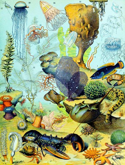 水中シーンのイラストc.1923 作： Adolphe Philippe Millot