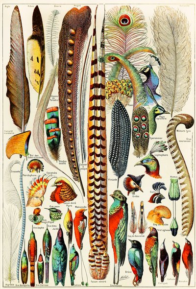 羽と鳥のイラストc.1923 作： Adolphe Philippe Millot