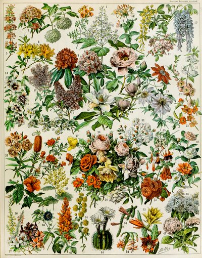 開花植物c.1923のイラスト 作： Adolphe Philippe Millot