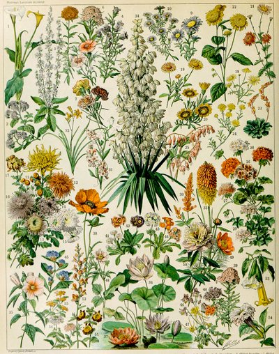 開花植物c.1923のイラスト 作： Adolphe Philippe Millot