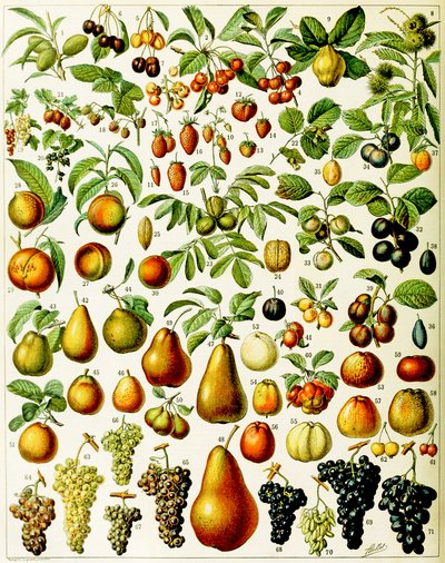 果物c.1923のイラスト 作： Adolphe Philippe Millot