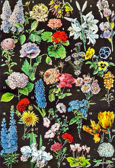 庭の花c.1923のイラスト 作： Adolphe Philippe Millot