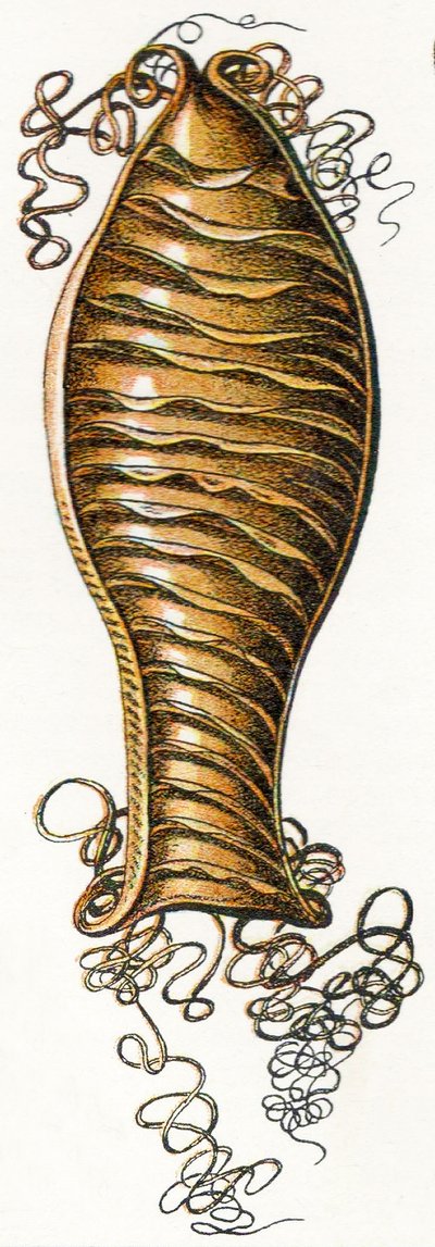 キャットシャーク（Scyliorhinus）の隆起した卵のケース、1923 作： Adolphe Philippe Millot