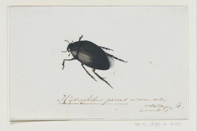 ブラックウォータービートル Hydrophilus picens (オブジェクトのタイトル) 作： Adriaan van der Willigen