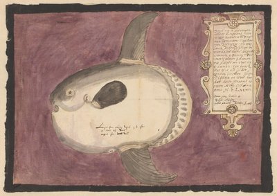 マンボウ (モラモラ) 作： Adriaen Coenen