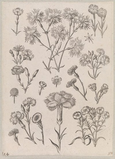 カーネーション 作： Adriaen Collaert