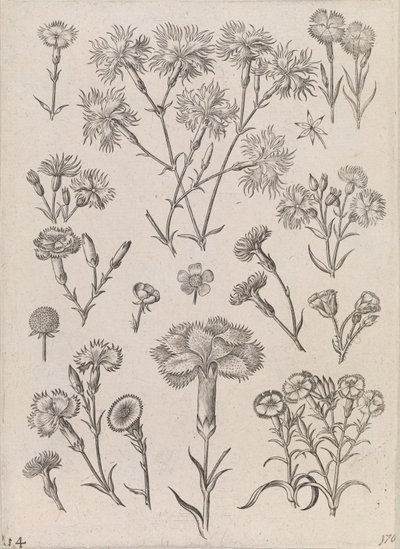水仙 作： Adriaen Collaert