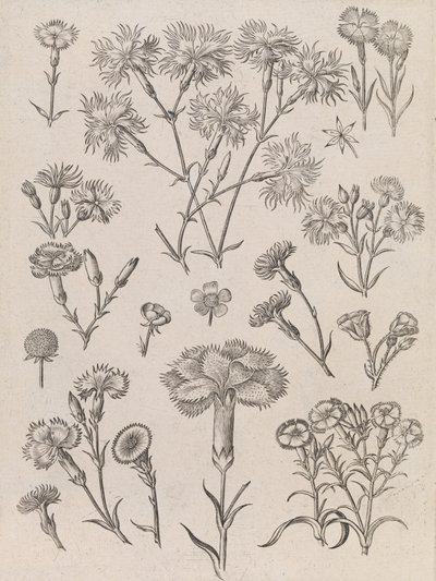  作： Adriaen Collaert
