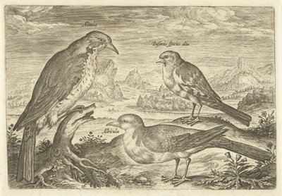 風景の中の 3 羽の鳥 Avium Vivae (シリーズタイトル) 鳥（シリーズタイトル） 作： Adriaen Collaert