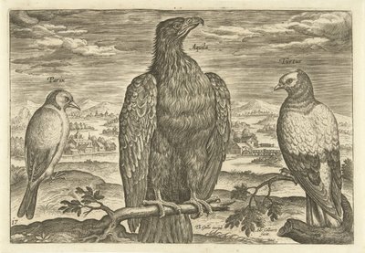 風景の中の 3 羽の鳥 Avium Vivae (シリーズタイトル) 鳥（シリーズタイトル） 作： Adriaen Collaert