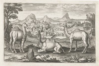ヒトコブラクダとラクダ 四つ足の動物（シリーズタイトル） Animalivm Qvaddrvpedvm (シリーズタイトル) 作： Adriaen Collaert