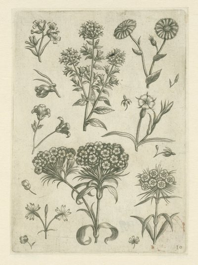 甘いウィリアムと他の花 フロリレギウム（シリーズタイトル） 作： Adriaen Collaert
