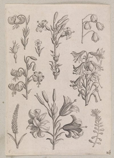 ユリ 作： Adriaen Collaert