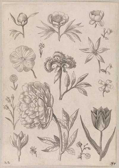 牡丹 作： Adriaen Collaert
