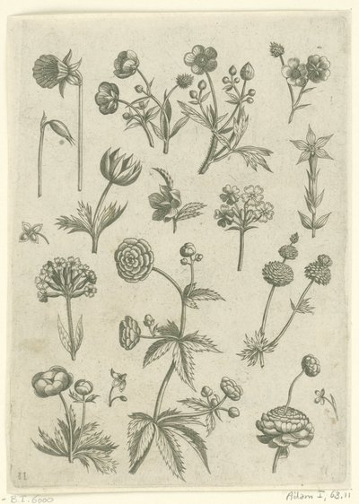 Ranonkels、プリムラ en boterbloemen フロリレギウム（シリーズタイトル） 作： Adriaen Collaert