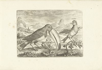 風景の中の 2 つのエキゾチックな鳥 鳥（シリーズタイトル） Avium v​​ivae (シリーズタイトル) 作： Adriaen Collaert