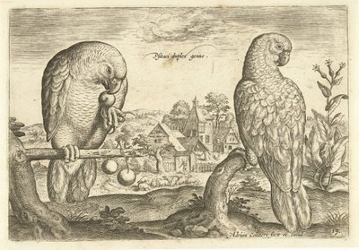 風景の中の 2 つのオウム Avium Vivae (シリーズタイトル) 鳥（シリーズタイトル） 作： Adriaen Collaert