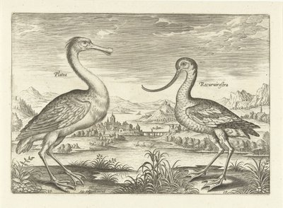 川の風景の中の 2 つの渡り鳥 鳥（シリーズタイトル） Avivm Vivae (シリーズタイトル) 作： Adriaen Collaert