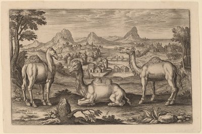 2 つのヒトコブラクダとラクダ 作： Adriaen Collaert