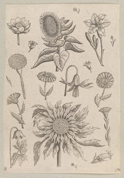 2 つのひまわり 作： Adriaen Collaert