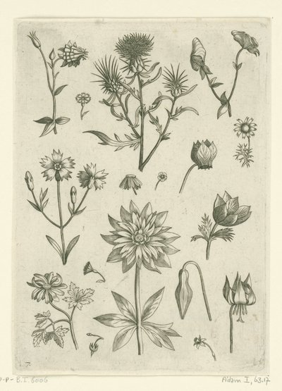 オダマキやシクラメンなど、さまざまな花 フロリレギウム（シリーズタイトル） 作： Adriaen Collaert
