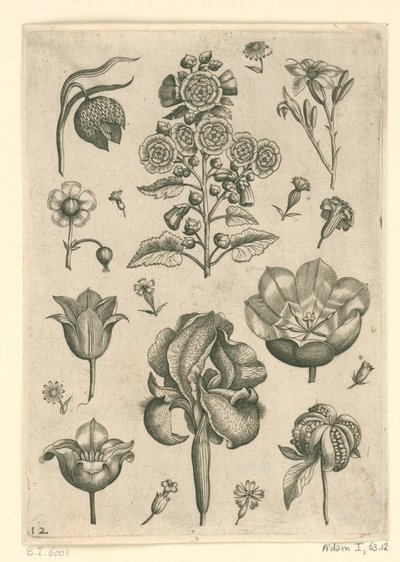 アイリスやパンジーなど様々な花 フロリレギウム（シリーズタイトル） 作： Adriaen Collaert