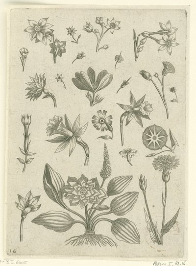 ラッパ水仙をはじめ、さまざまな花々 フロリレギウム（シリーズタイトル） 作： Adriaen Collaert