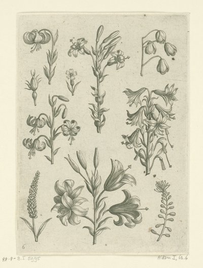 4 つの大きなユリといくつかの小さな花 フロリレギウム（シリーズタイトル） 作： Adriaen Collaert